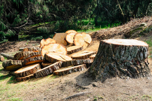 How Our Tree Care Process Works  in  Fairfax, SC